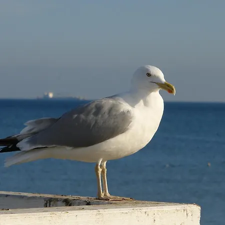 Katarina * プツク