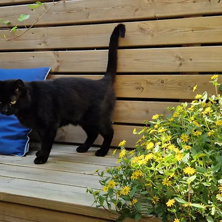 Katarina * プツク